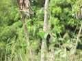 A Peach-fronted parakeet bird