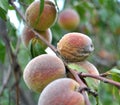 The peach fruit is affected by the causative agent of moniliosis (Monilia cinerea