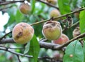 The peach fruit is affected by the causative agent of moniliosis (Monilia cinerea