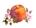 Peach fruit, blossom flowers. Watercolor