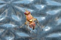 Peach Fruit Fly, Bactrocera Zonata Royalty Free Stock Photo