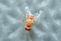 Peach Fruit Fly, Bactrocera Zonata Royalty Free Stock Photo