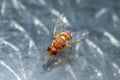 Peach Fruit Fly, Bactrocera Zonata Royalty Free Stock Photo