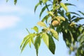Peach fruit growing on the branch of peach tree Royalty Free Stock Photo