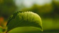 Peach fruit leave biologic natural on the plant Royalty Free Stock Photo