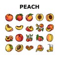 peach fruit nectarine juicy icons set vector Royalty Free Stock Photo