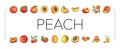 peach fruit nectarine juicy icons set vector Royalty Free Stock Photo