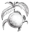 Peach fruit or Prunus persica, vintage engraving