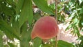 Peach Fruit ready to harvest on a sunny day