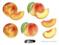 Peach fruit set whole and slice watercolor illustration isolated on white background Royalty Free Stock Photo