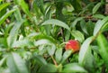 Peach fruit tree closeup detail leaf