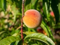 Peach fruit on the peach tree in the garden Royalty Free Stock Photo