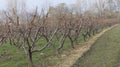 Peach fruit trees orchard in winter Royalty Free Stock Photo