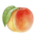 Peach fruit watercolor isolated on white background