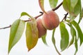 Peach fruits on a branch close-up. Selective focus Royalty Free Stock Photo