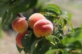 Peach fruits growing on tree, selective focus. Peach orchard. Summer day Royalty Free Stock Photo