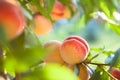 Peach fruits Royalty Free Stock Photo