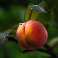 peach fruits tree and bee and butterfly take nectar on fruits tree and berries, dew drops on branch in gardens