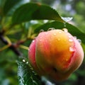 peach fruits tree and bee and butterfly take nectar on fruits tree and berries, dew drops on branch in gardens