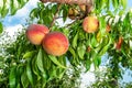 Peach fruits on a tree branch with leaves against a blue sky. Fruit Peach Garden Concept Royalty Free Stock Photo