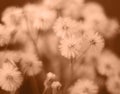 Peach Fuzz fluffy flowers butterweed, horseweed close up. Fluffy flowers texture. Color of the year 2024 Peach Fuzz