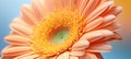 2024 peach fuzz gerbera close up showcasing breathtaking beauty and enchanting allure