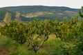 Peach garden at the foot of the mountain Royalty Free Stock Photo