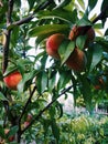 Peach in garden. Nature. Summer. Village