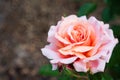 Peach garden rose blooming in the garden