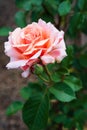 Peach garden rose blooming in the garden