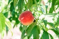 Peach garden. Summer garden fruits. Ripe peaches on the tree. The harvest of peaches. Red peaches in the garden on a sunny day. Br Royalty Free Stock Photo