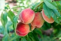 Peach garden. Summer garden fruits. Ripe peaches on the tree. The harvest of peaches. Red peaches in the garden on a sunny day. Br Royalty Free Stock Photo