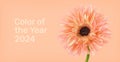 Peach gerbera flower on trendy background. Color of the Year 2024