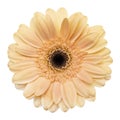 Peach gerbra daisy isolated on white background Royalty Free Stock Photo