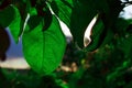 Peach green leaf