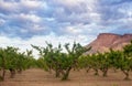 The Peach Groves of Palisades Colorado