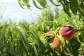 Peach growing on a tree branches Fresh sunset light blur green background Natural fruit. organic Ripe fruit Moldova Beautiful Royalty Free Stock Photo