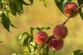 Peach growing on a tree branches Fresh sunset light blur green background Natural fruit. organic Ripe fruit Moldova Beautiful Royalty Free Stock Photo