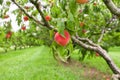Peach growing on tree in orchard Royalty Free Stock Photo