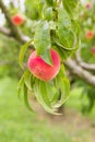 Peach growing on tree in orchard Royalty Free Stock Photo