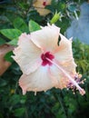 Peach gumamela flower blooms in a garden Royalty Free Stock Photo