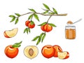 Peach hand drawn art vector fruit set illustration