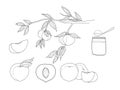 Peach hand drawn line art vector fruit set illustration