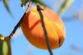 A peach hanging down from its twig