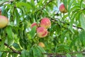 Peach harvest on the tree, ripe beautiful delicious peaches on the branch