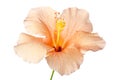 Peach Hibiscus Blossom on white background Royalty Free Stock Photo