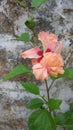 Peach hibiscus double layered flower