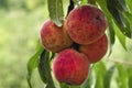 Fresh and delicious organic peaches on the branch Royalty Free Stock Photo