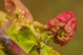 Peach leaf curl caused by Taphrina deformans