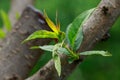 Peach leaf curl Royalty Free Stock Photo